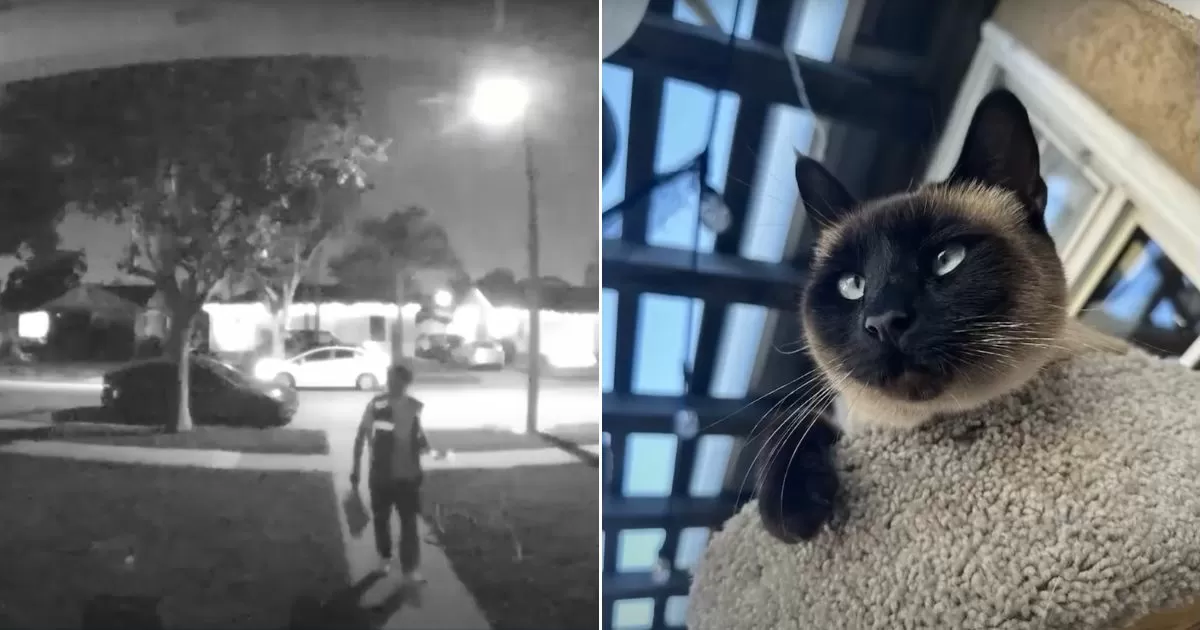 Amazon Apologizes After Delivery Driver Drops Off Package, Allegedly Steals Homeowner’s Cat