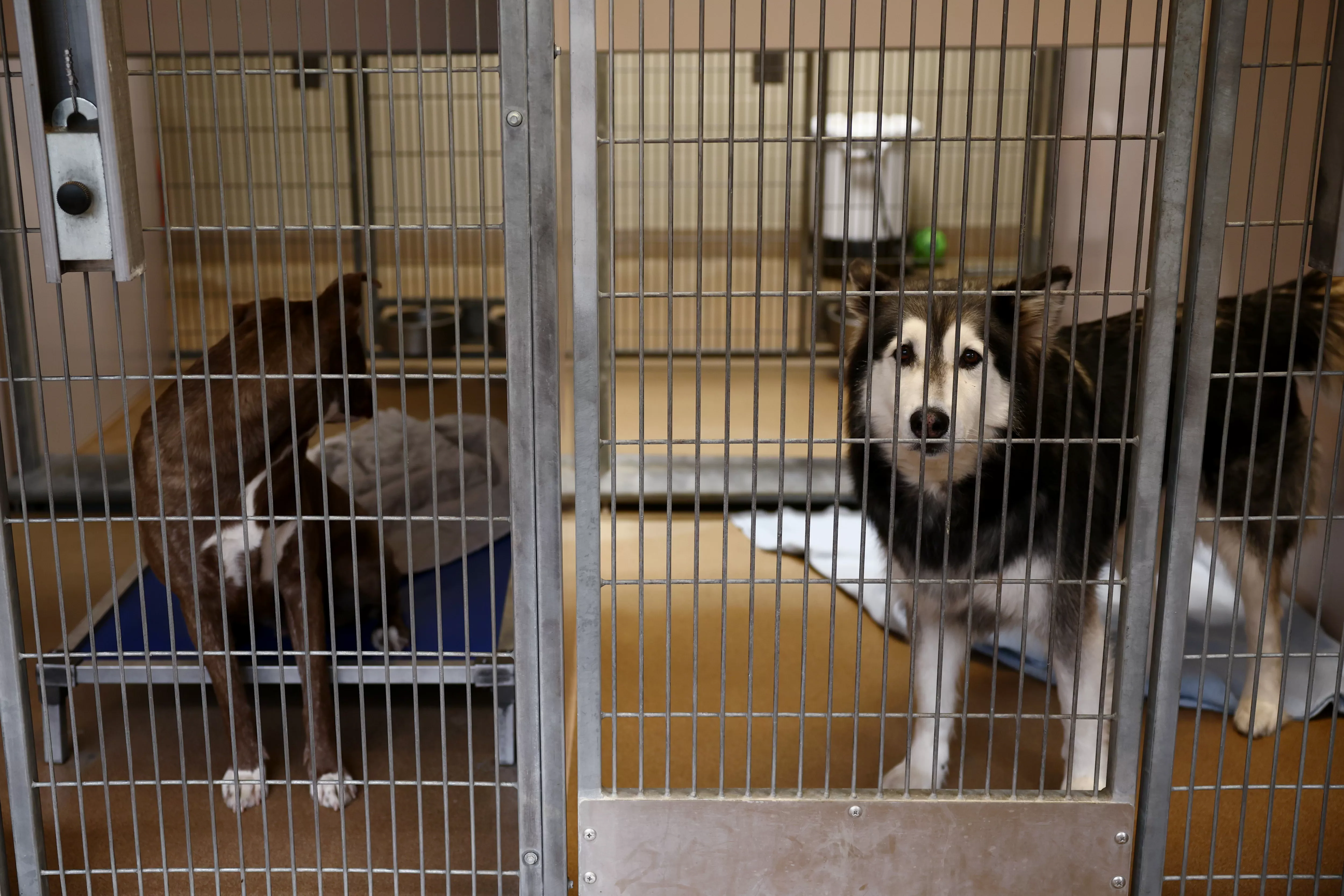 Advocates may take San Jose to court to force improvements at animal shelter