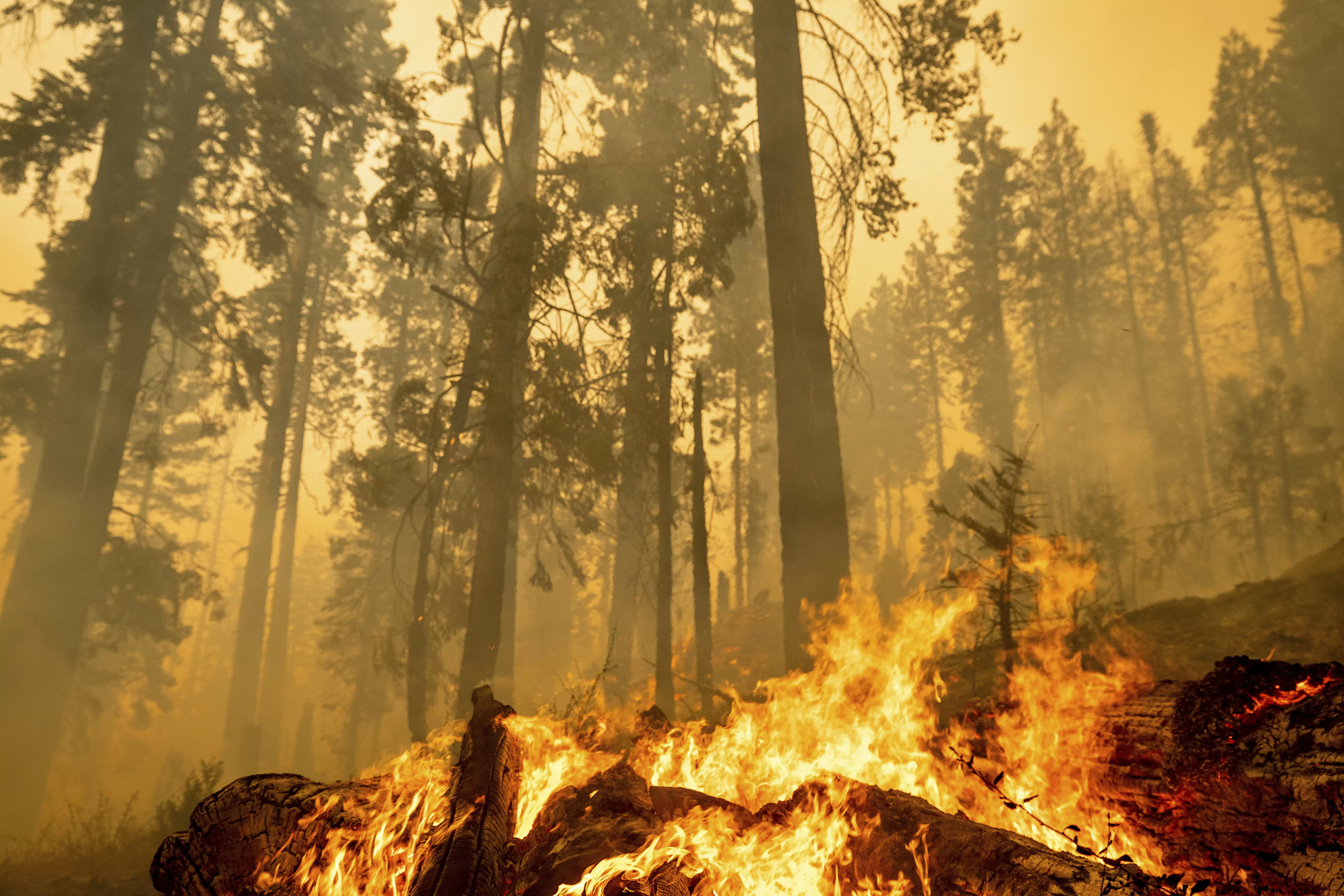 Letters: Fix Our Forests Act would increase fire danger