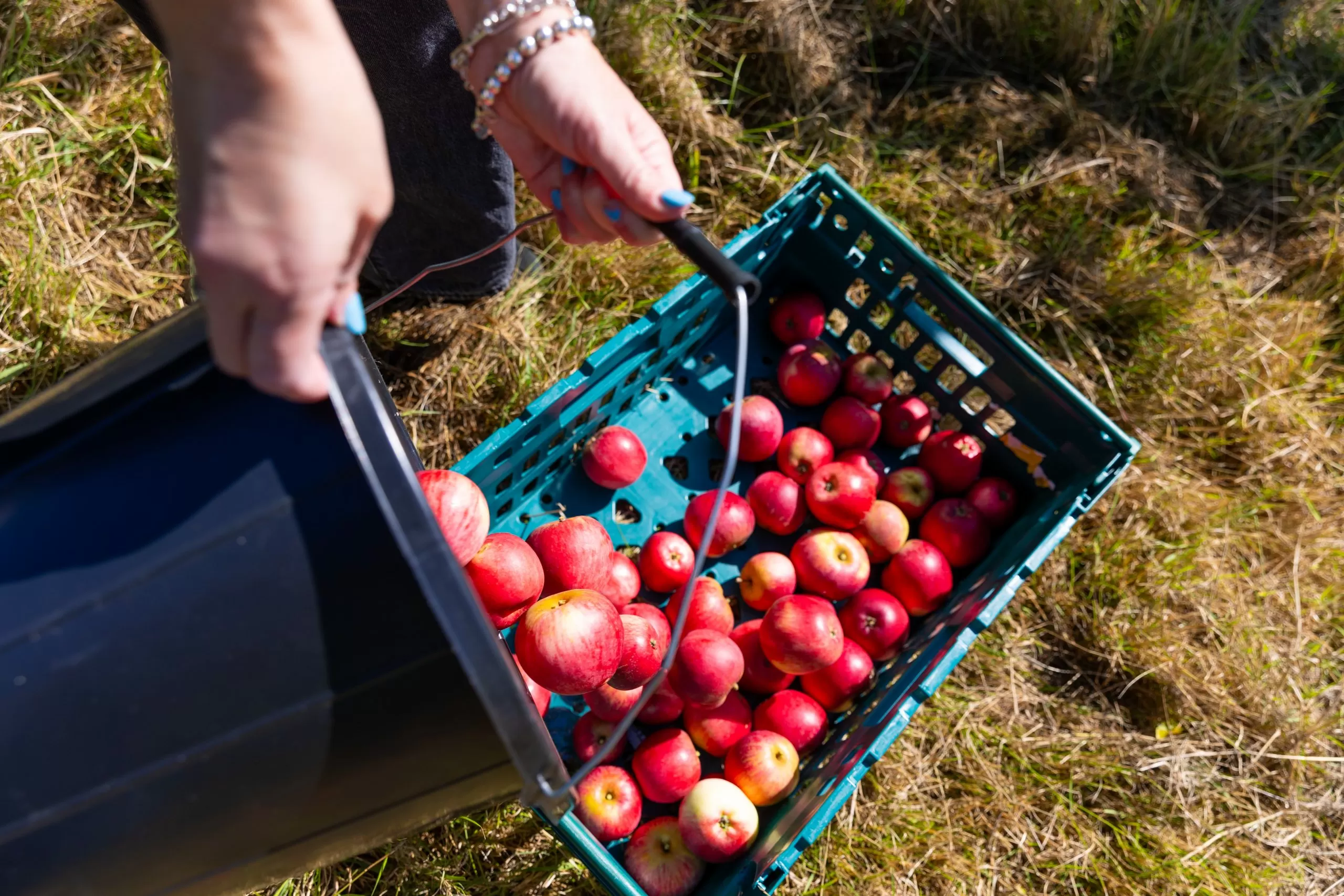 From Kent to London: How surplus farm food feeds London’s most vulnerable