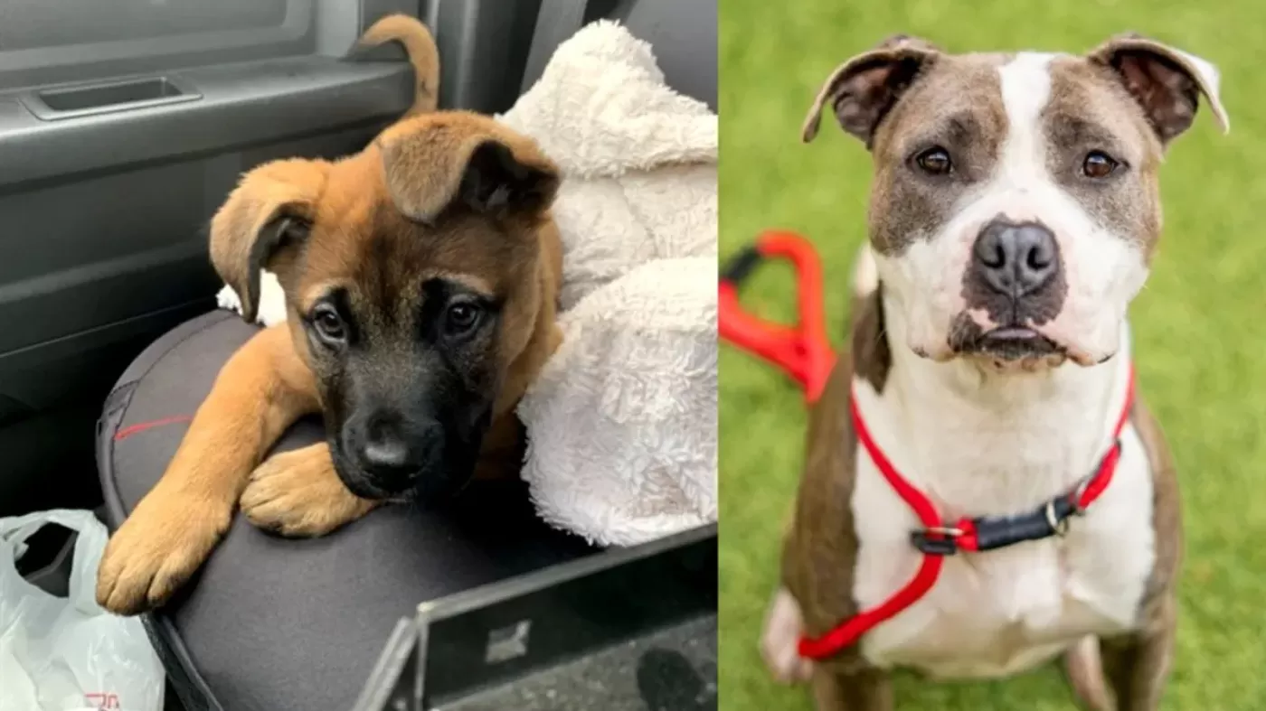 Animal shelter inundated with calls over fake AI dog photo