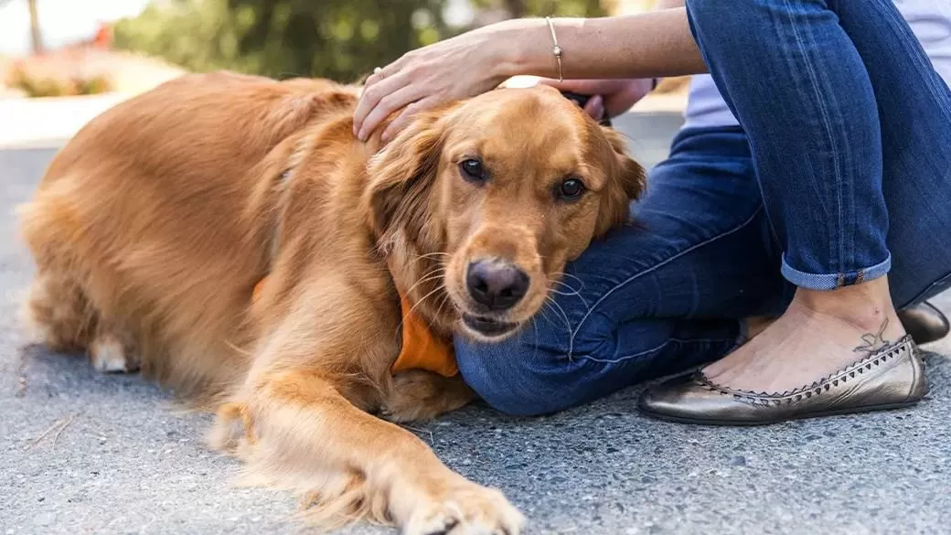 The 12 Best Nylabone Toys