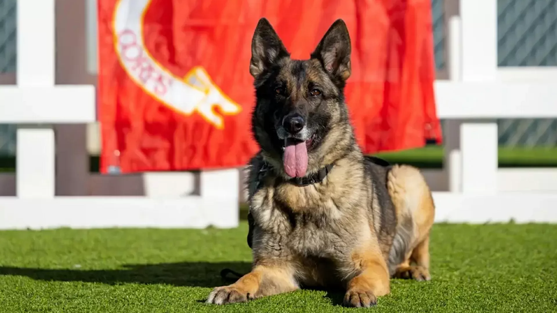 Federal report says San Diego County military bases failed to adequately care for their working dogs