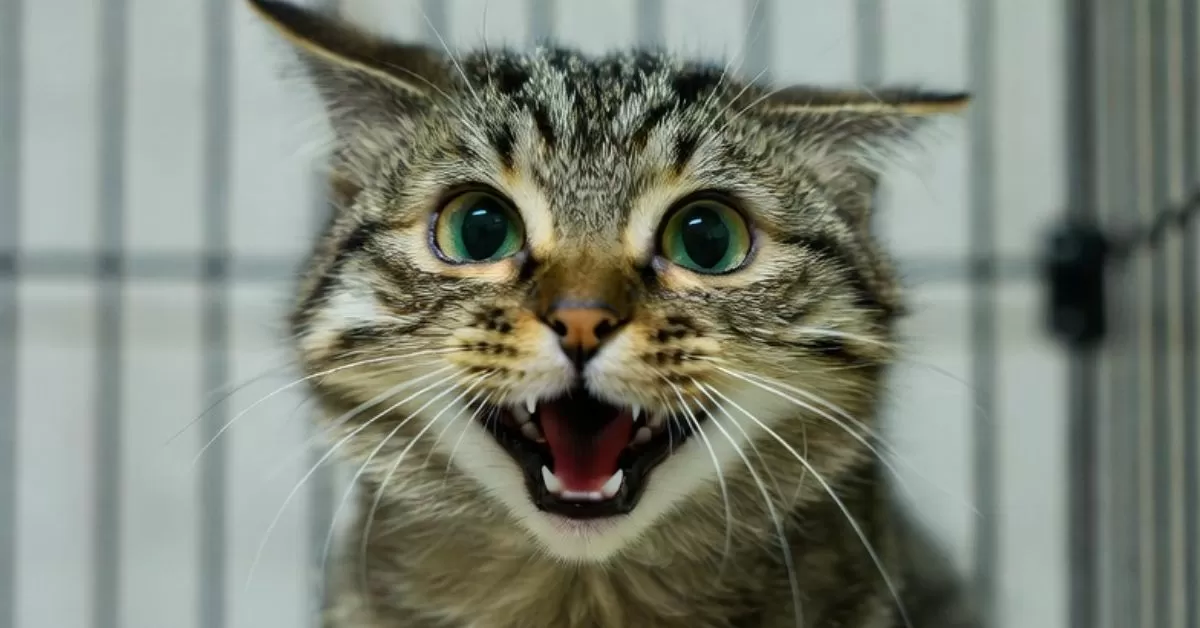 EXPOSED: Taxpayer-Funded Mizzou Lab Caught Harvesting Blood from Former Pets in Cruel Program – Fauci-Era NIH Grant Still Funding Deadly Cat Tests