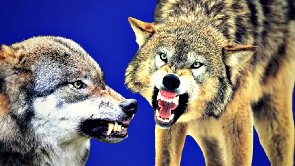 CRY WOLF: Reintroduced Predator Bites Pensioner in the Face in Busy German City