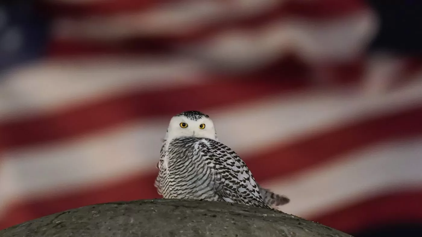 Harry Potter owl among animals granted UN international protection